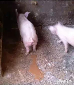 猪场林可霉素配庆大霉素主治,猪场用林可霉素作用