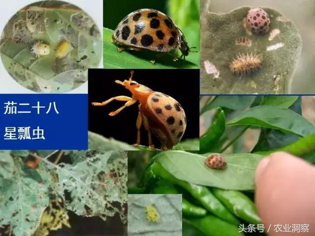 东北大田鳞翅目害虫有哪些,害虫科普小知识