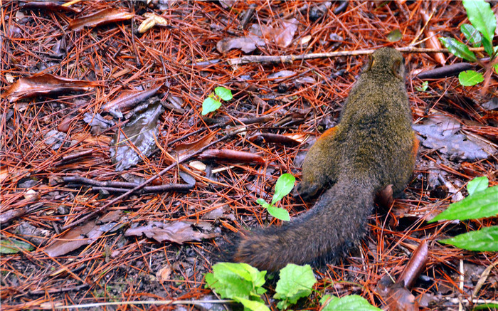 自由行张家界五日游攻略,自由行张家界三日游攻略