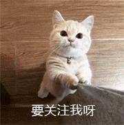 最适合养的十大猫咪,家养哪种猫咪最好养最乖