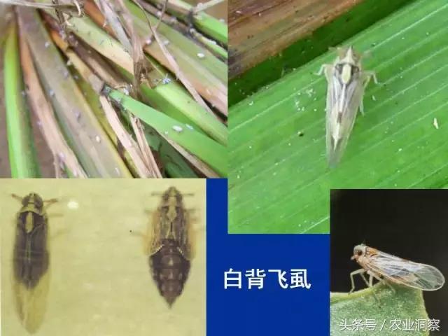 东北大田鳞翅目害虫有哪些,害虫科普小知识