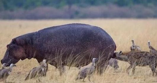 “掏肛”二哥继“平头哥”后又一位扛把子