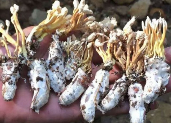 山里这些好吃又难寻的“野味”你认识几种？其中有种像珍珠