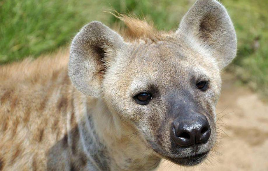 “掏肛”二哥继“平头哥”后又一位扛把子