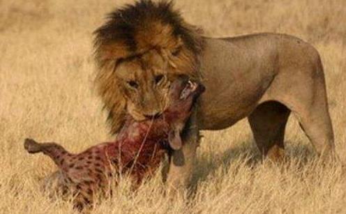 “掏肛”二哥继“平头哥”后又一位扛把子