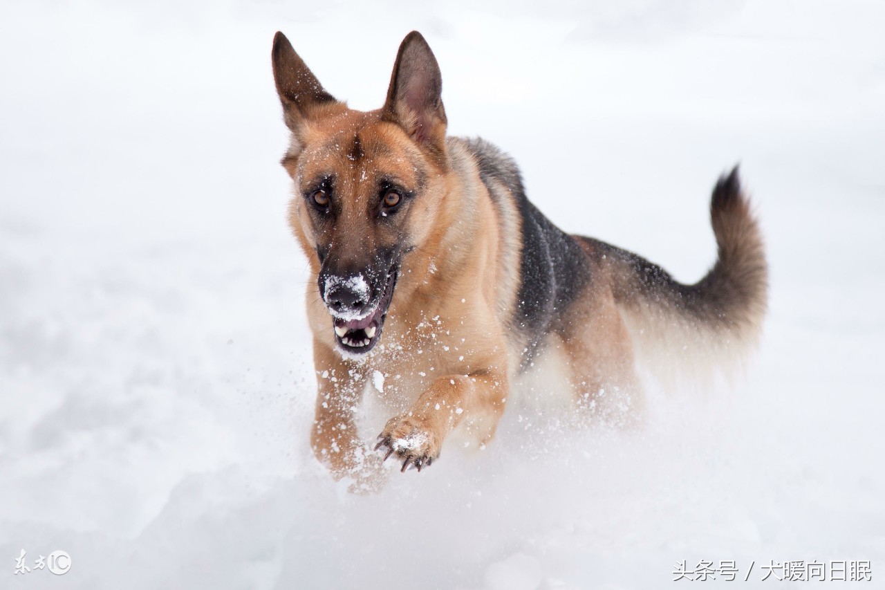 德国牧羊犬疾病狂犬病是最常见的德牧疾病