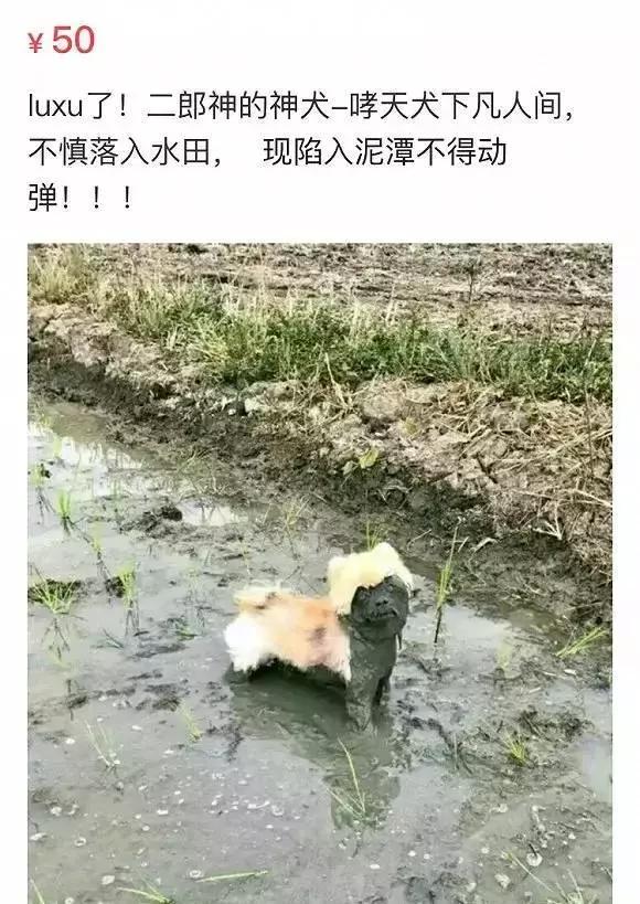 闲鱼上的奇葩东西整顿,闲鱼上的那些不可思议的东西