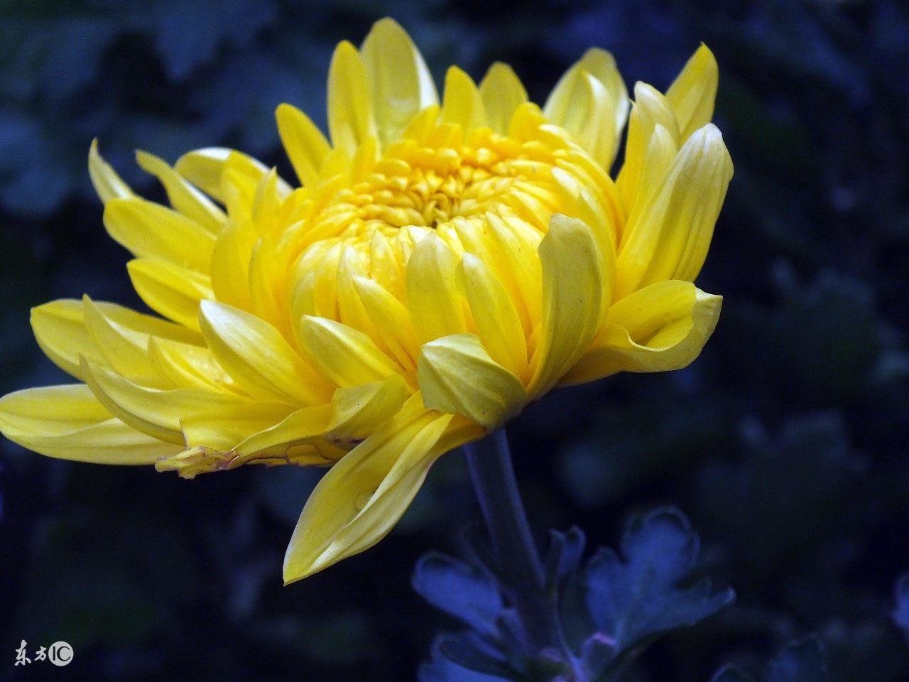 菊花唯美诗句图,关于菊花的诗句图片