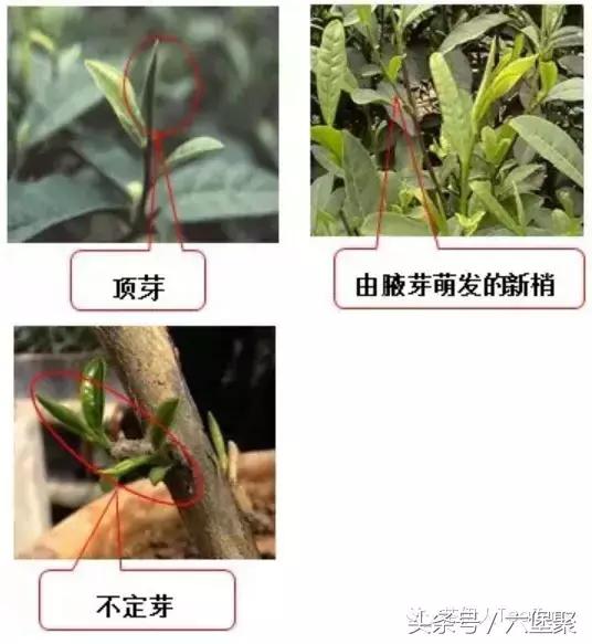 茶树与茶叶种类区别图解,茶树茶叶的基本知识