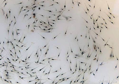 南方怎么养南美白对虾,鲜活南美白对虾是怎么养殖的