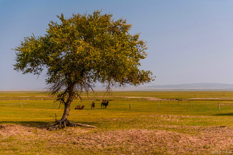草原金秋美景图片,蓝天白云大草原的美图