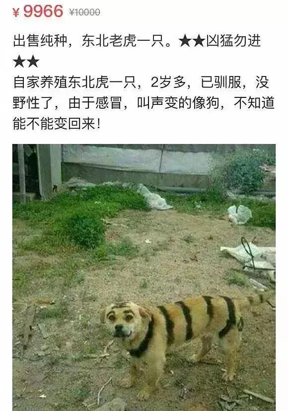 闲鱼上的奇葩东西整顿,闲鱼上的那些不可思议的东西