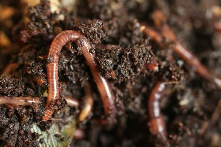 钓鱼养蚯蚓用什么箱子最好,泡沫箱养蚯蚓钓鱼最佳方法