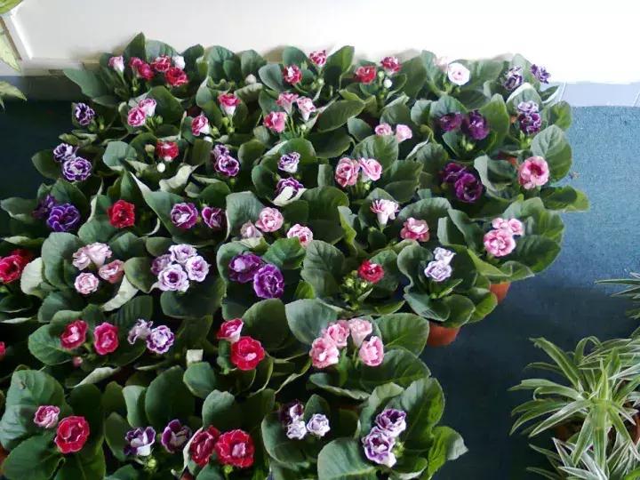 大岩桐花的养护方法图片及价格,大岩桐哪个颜色花最好看