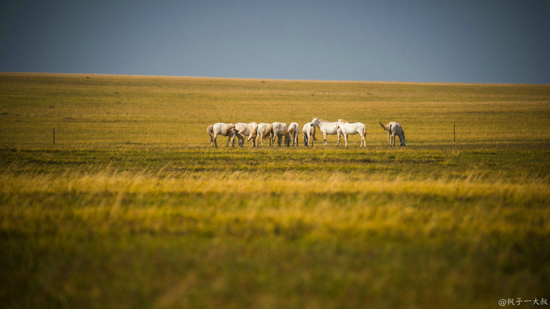 草原金秋美景图片,蓝天白云大草原的美图