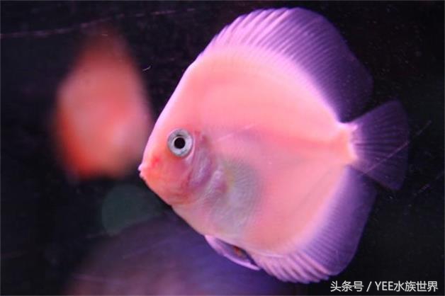 冬天鱼缸最便宜方便的加温方法,鱼缸养鱼水温怎么控制