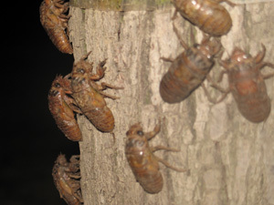 怎么在家赚钱的十种方法最新版,教你如何在家赚钱的十种方法