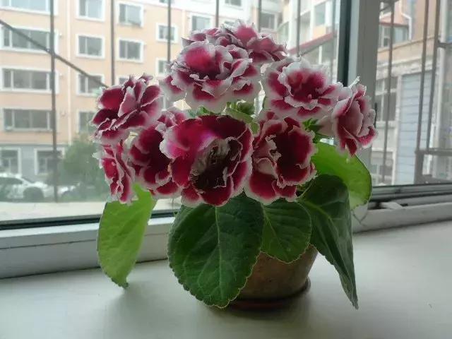 大岩桐花的养护方法图片及价格,大岩桐哪个颜色花最好看