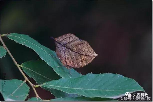 中国青少年科学总动员第三季,中国青少年科学总动员探秘宇宙