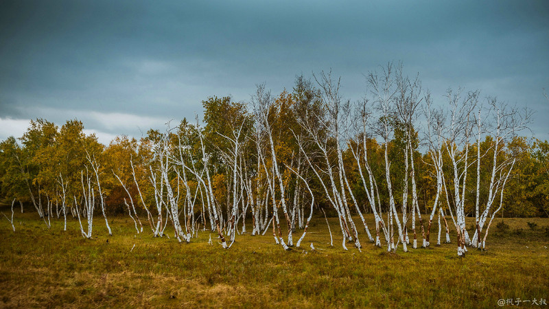 草原金秋美景图片,蓝天白云大草原的美图
