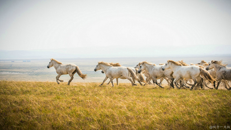草原金秋美景图片,蓝天白云大草原的美图
