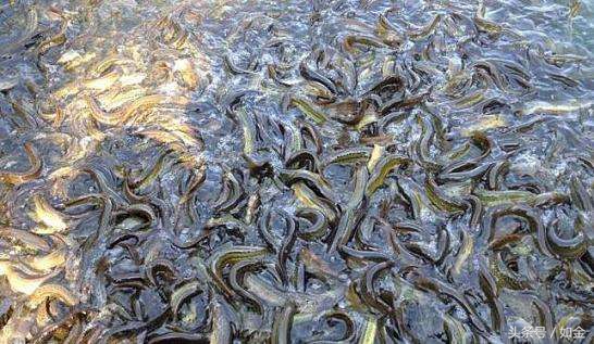 泥鳅养殖利润和成本怎么算,大棚养泥鳅成本多少钱