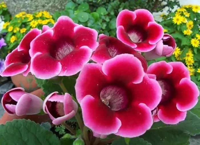 大岩桐花的养护方法图片及价格,大岩桐哪个颜色花最好看