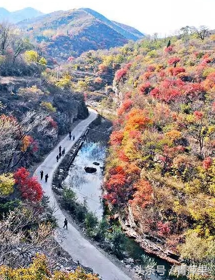 博山红叶柿岩景区免费规定,博山红叶免费地点
