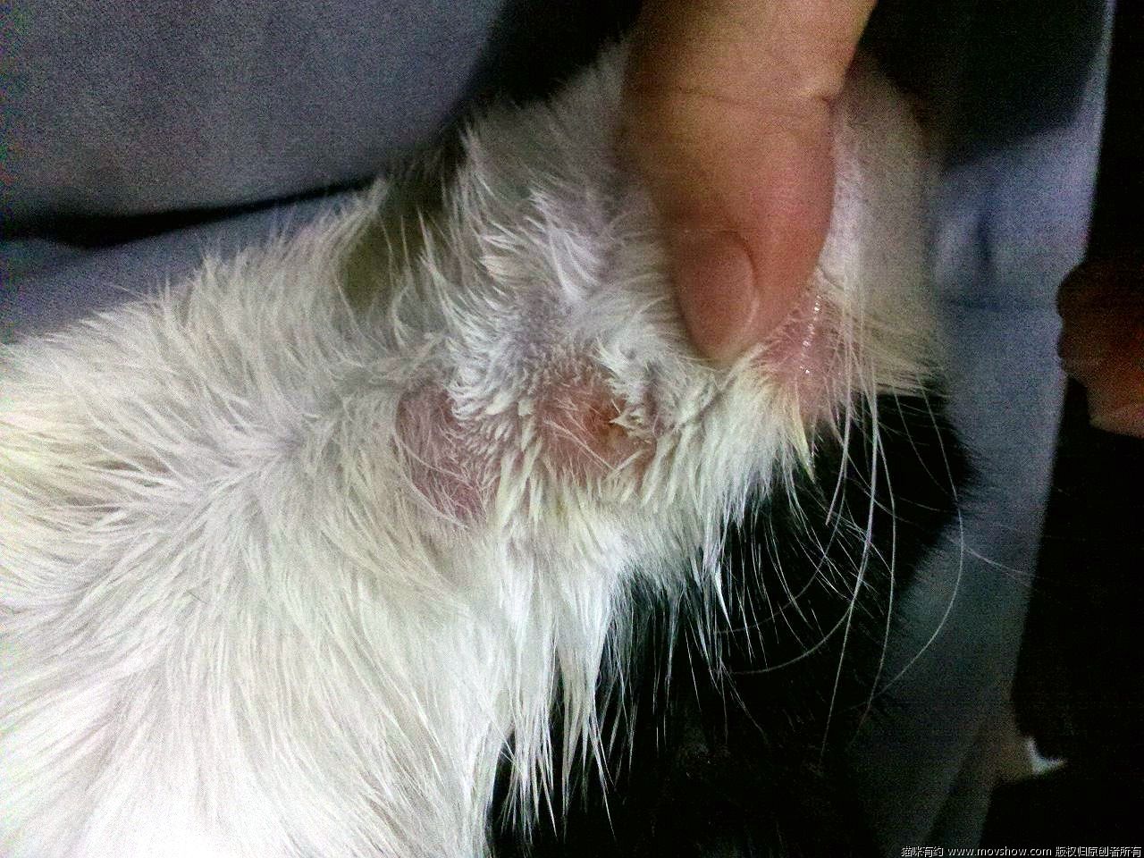 人得了猫癣如何预防猫癣扩散,猫癣在治疗的过程中传染吗