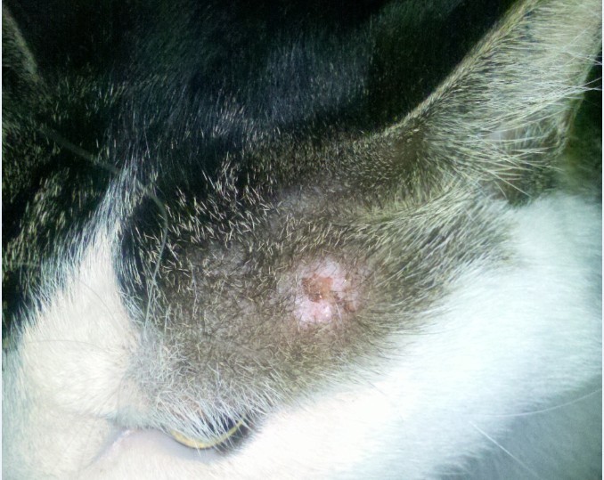 人得了猫癣如何预防猫癣扩散,猫癣在治疗的过程中传染吗