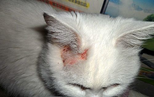人得了猫癣如何预防猫癣扩散,猫癣在治疗的过程中传染吗