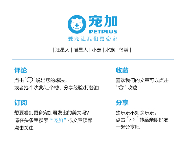 鹦鹉饲养饮食注意什么问题,鹦鹉日常饲养必备知识