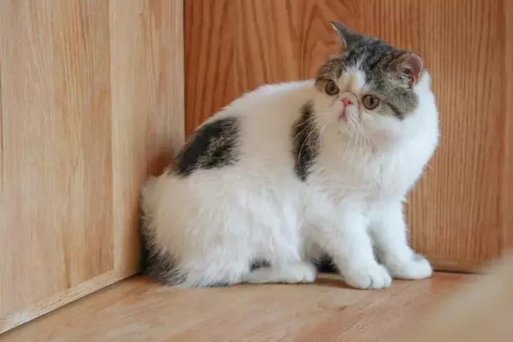 佳能eosm100正式发布,佳能eosm100购买时都带啥