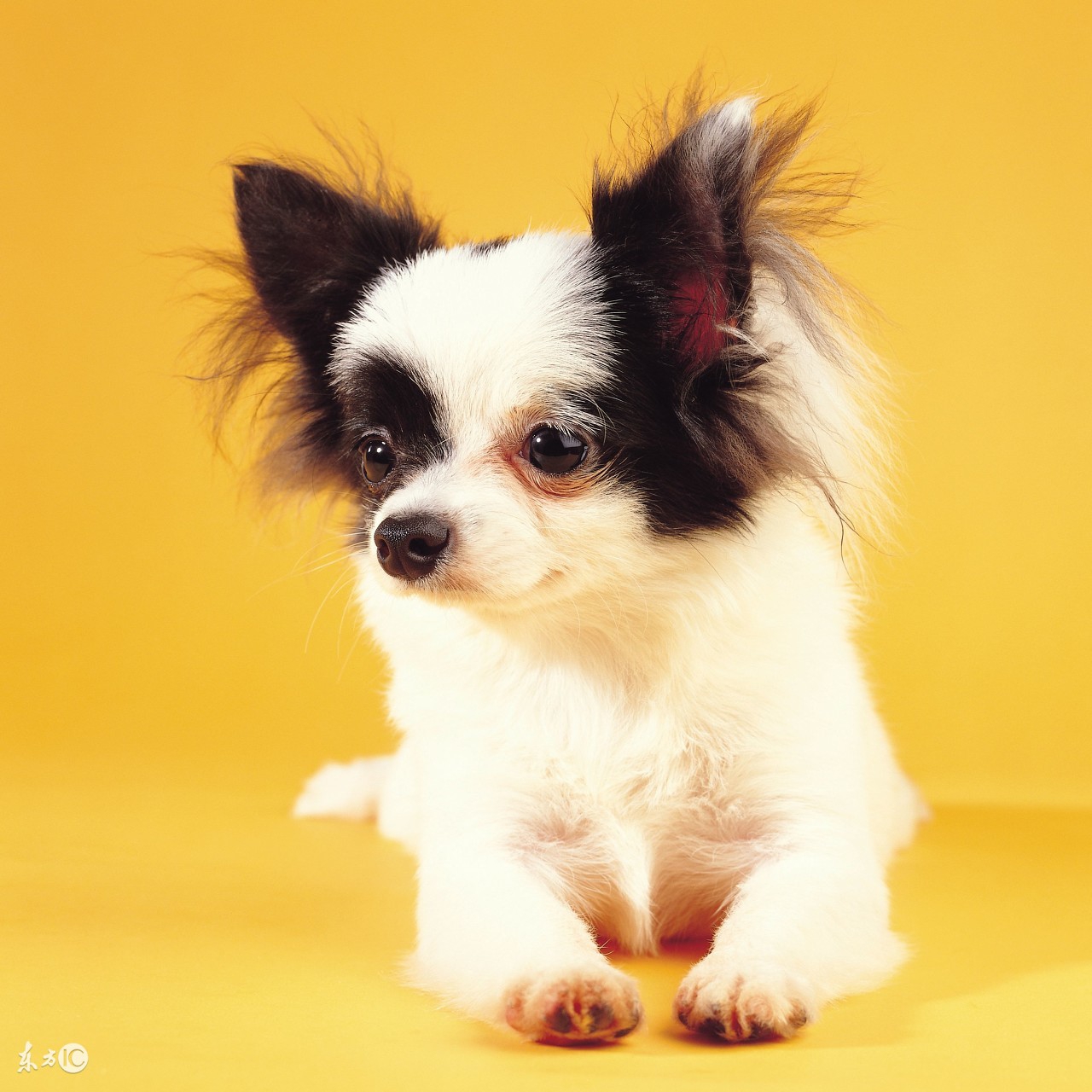 狗狗身上的跳蚤和虱子怎么处理,一招教你解决狗狗身上的跳蚤