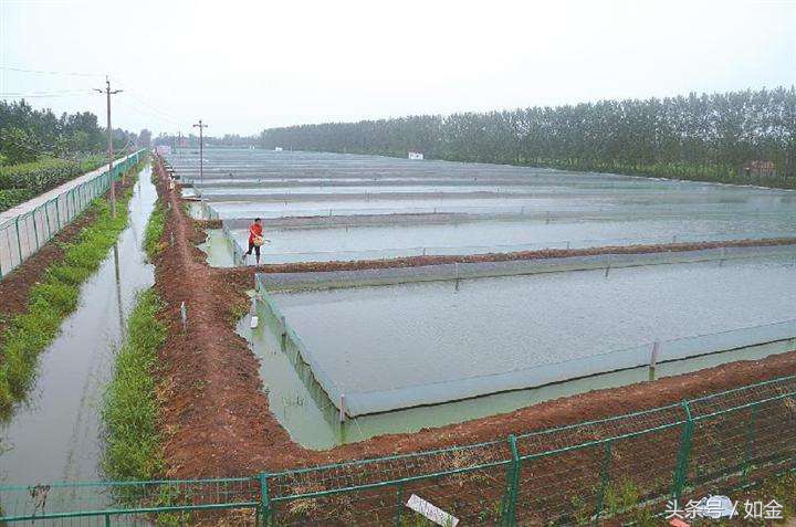 泥鳅养殖利润和成本怎么算,大棚养泥鳅成本多少钱