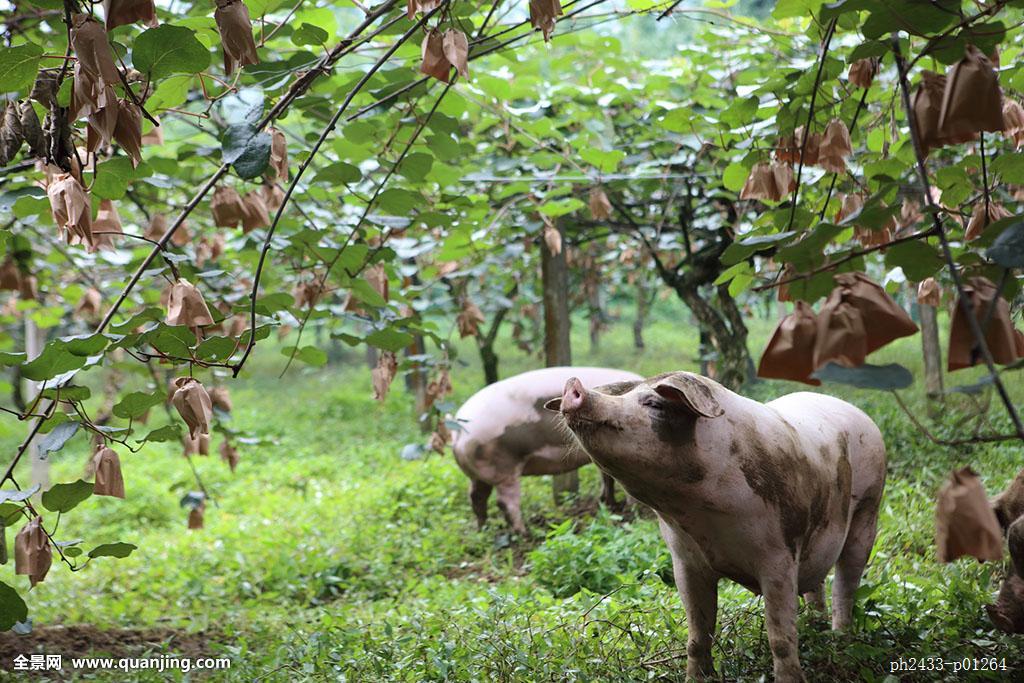 外购仔猪到家应该怎么样去管理,外购仔猪有诀窍