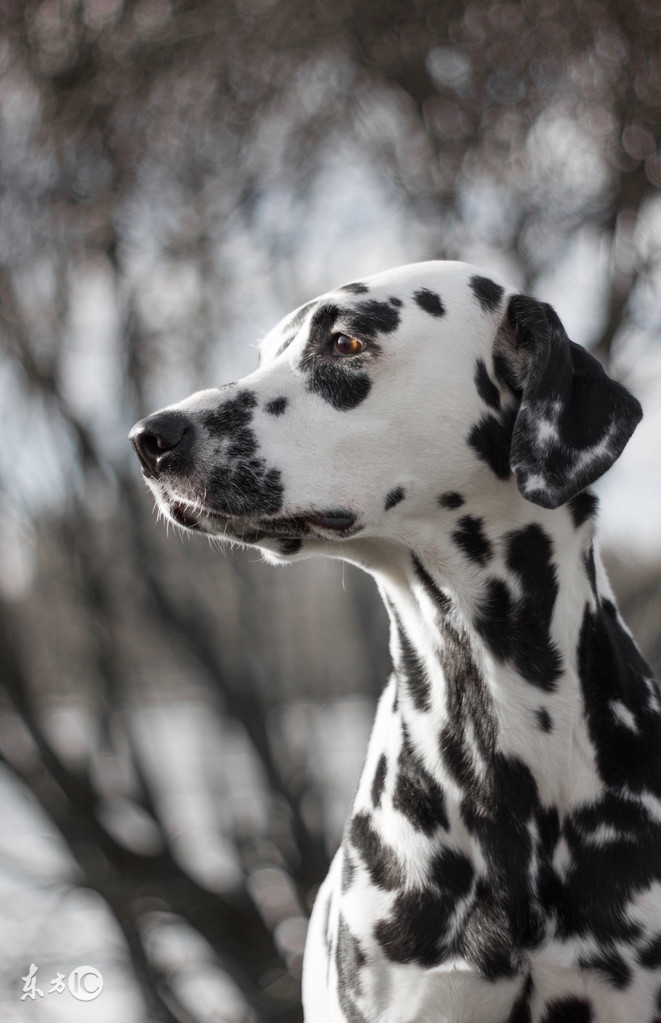 斑点狗多大开始长斑点,斑点狗身上的斑点怎么多一点