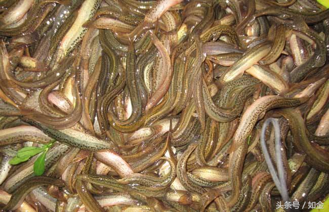 泥鳅养殖利润和成本怎么算,大棚养泥鳅成本多少钱