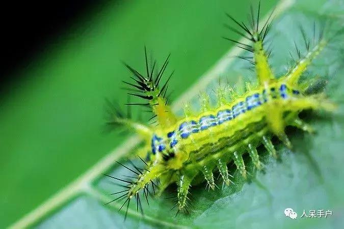 奇特的昆虫美食,史上最恶心的昆虫美食