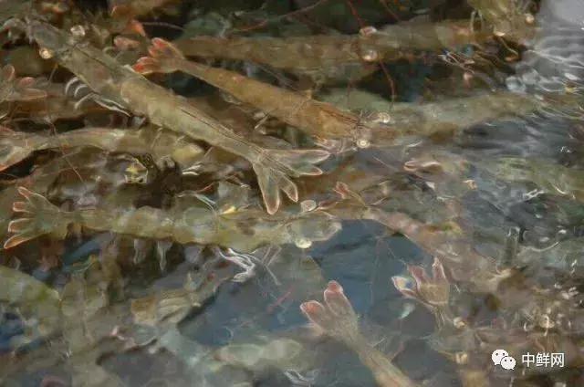 超市水产经营技巧,超市里的水产