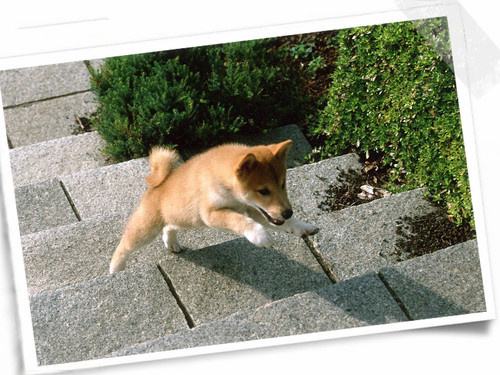 了解狗狗营养,了解狗狗的日常生活用英文怎么说