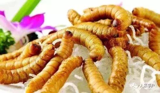 奇特的昆虫美食,史上最恶心的昆虫美食