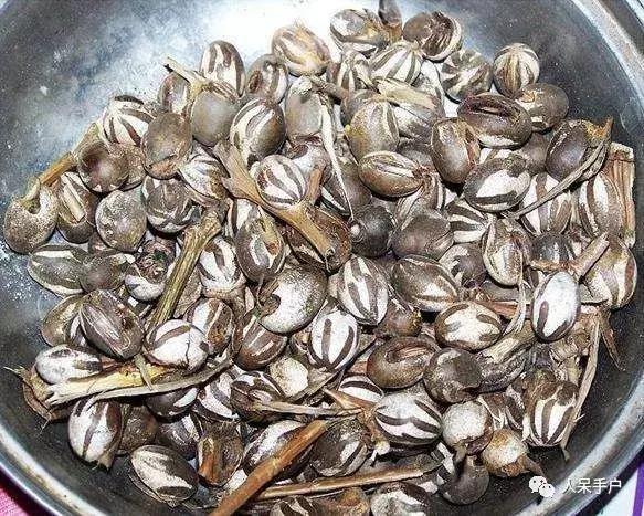 奇特的昆虫美食,史上最恶心的昆虫美食