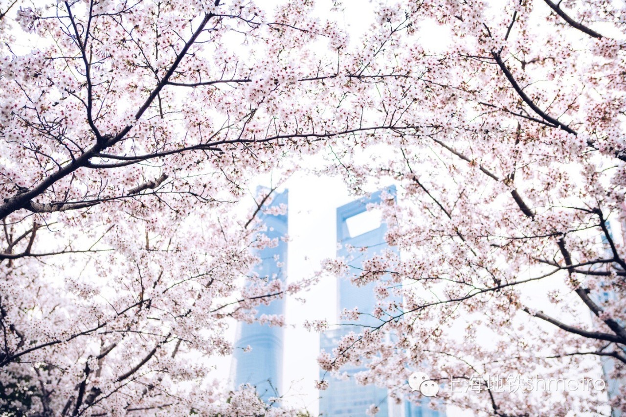 看樱花不用远赴日本,看樱花不用去武汉关庙也可以看