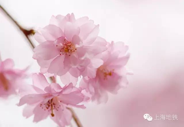 看樱花不用远赴日本,看樱花不用去武汉关庙也可以看
