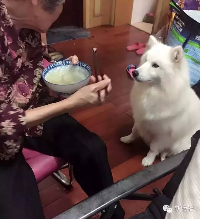 华山路帝景小区走丢一只小狗，主人悬赏10万全城寻狗｜陪伴9年是妈妈感情寄托