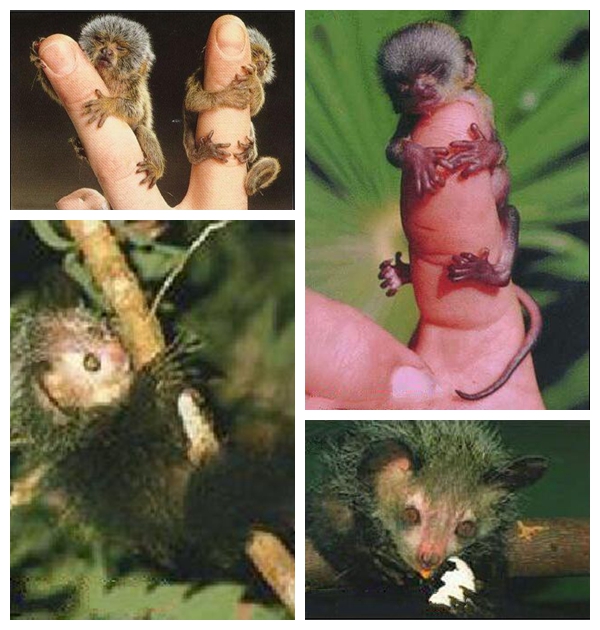 世界上最小的猴子图,世界上最小的猴子竟然只有拇指大