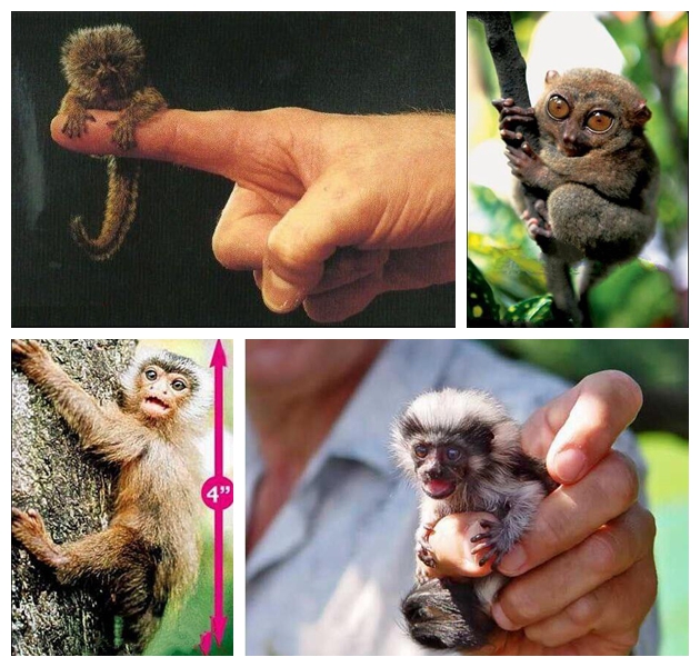 世界上最小的猴子图,世界上最小的猴子竟然只有拇指大