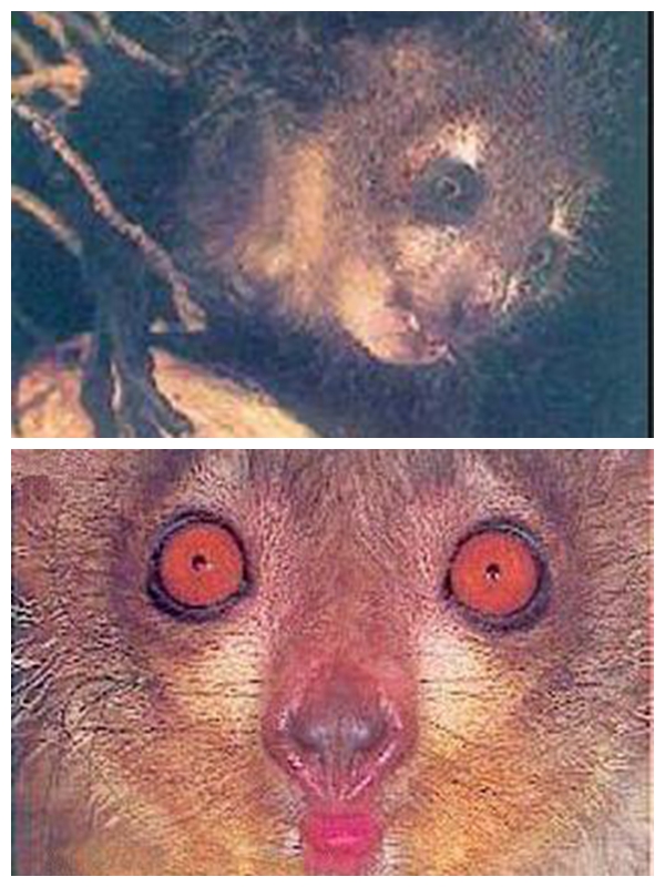 世界上最小的猴子图,世界上最小的猴子竟然只有拇指大