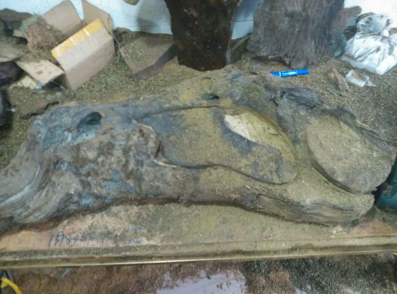 大雨冲来的一块乌黑嘛漆的乌木，原来是茶盘料。